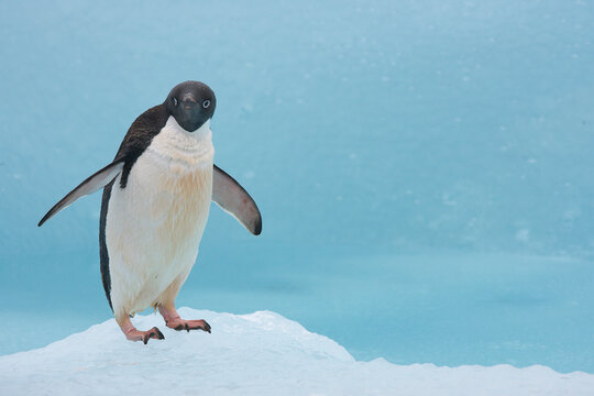 Adelie penguin on a blue iceberg