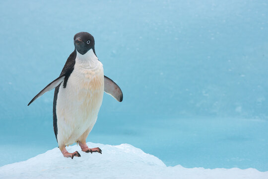 Adelie penguin on a blue iceberg