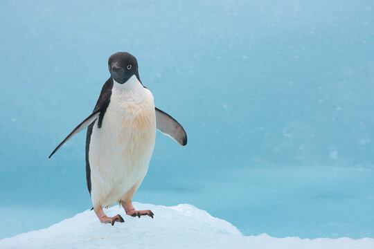 Adelie penguin on a blue iceberg