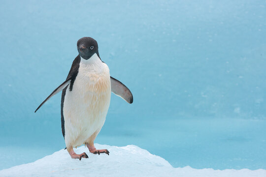 Adelie penguin on a blue iceberg