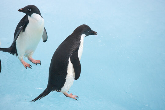 Adelie penguins on a blue iceberg