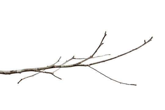 Long leafless tree branch with slender twigs