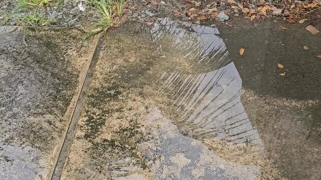 fish in the water,Building and palm tree reflection in wet concrete,in rainy day.Puddle water reflection