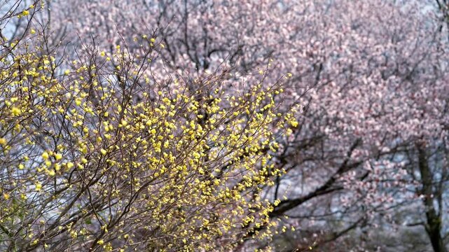 桜とサンシュユ（山茱萸）