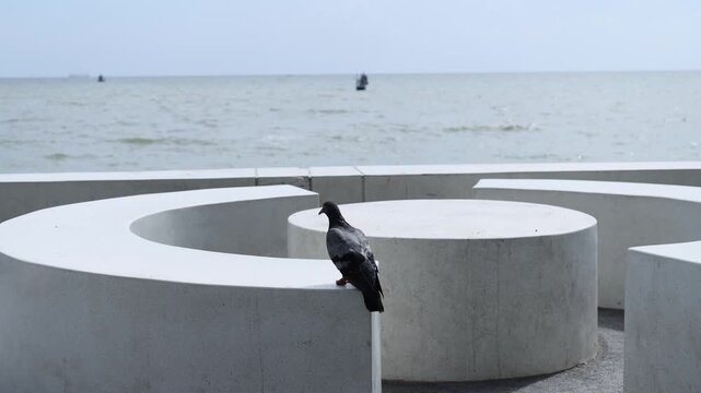 Close-up of a pigeon standing calmly on a sandy beach under natural daylight. The peaceful coastal scene with the bird facing the sea highlights themes of wildlife, tranquility, seaside nature, and ou