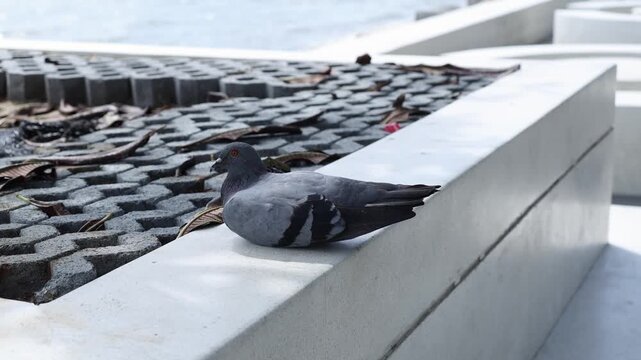 Close-up of a pigeon standing calmly on a sandy beach under natural daylight. The peaceful coastal scene with the bird facing the sea highlights themes of wildlife, tranquility, seaside nature, and ou