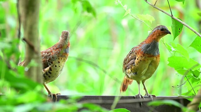 Close up of two wild partridges with colorful spotted plumage perched gracefully among lush green foliage in their natural habitat