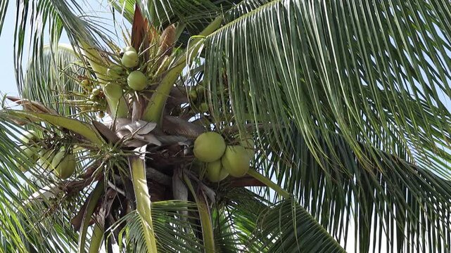 Close-up of fresh green coconuts growing on a coconut palm tree beside a tropical beach. The vibrant coconuts and lush palm leaves create a refreshing coastal scene under natural daylight. Ideal for t