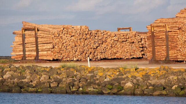 Stacked timber logs at a wood processing yard near the port, ready for export, with a rock breakwater in foreground, Portland, Victoria, Australia. It is a sustainable hardwood chip export port