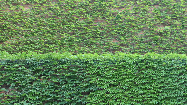 Dense green ivy covering a brick wall