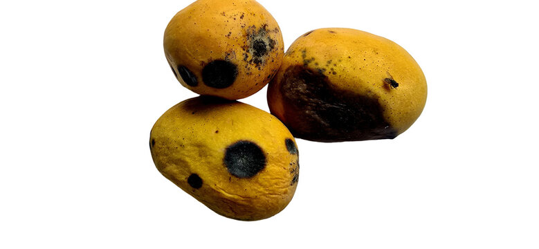 Rotten yellow mangoes with black mold spots, spoiled tropical fruit on white background, decaying organic food waste with fungal infection