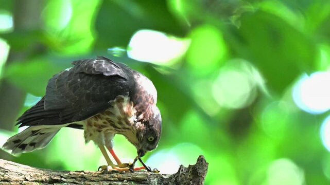 Close up of a wild hawk feeding on its prey, tearing meat with its beak while perched on a rugged tree branch against a bright green bokeh forest background