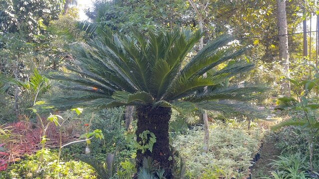 Tropical Sago Palm Cycas Revoluta Growing in Natural Garden