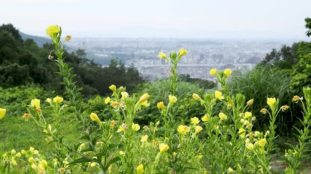 マツヨイグサの花が咲く夏の山
