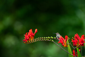 Obraz premium Small hummingbird perched on a crocosmia plant with crimson red flowers in bloom, as a nature background 