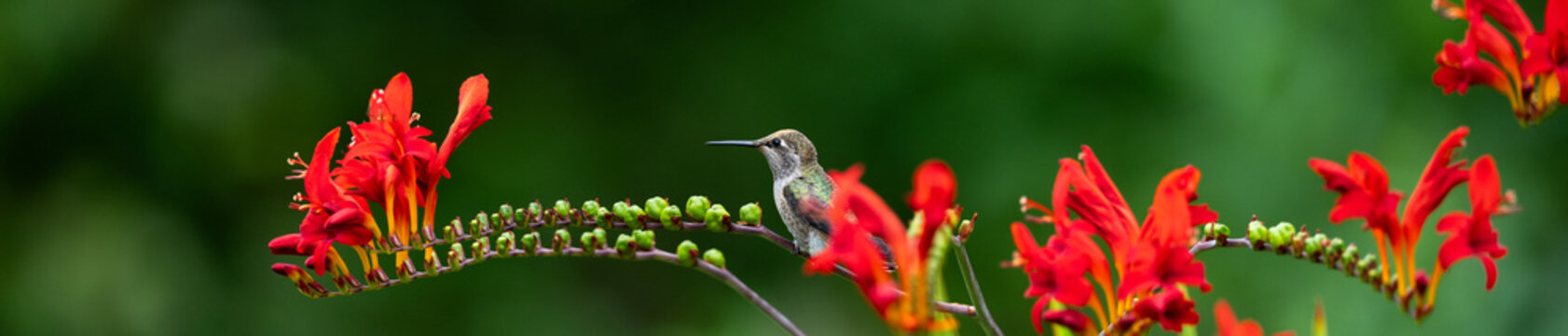 Small hummingbird perched on a crocosmia plant with crimson red flowers in bloom, as a nature background
