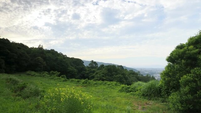 マツヨイグサの花が咲く夏の山
