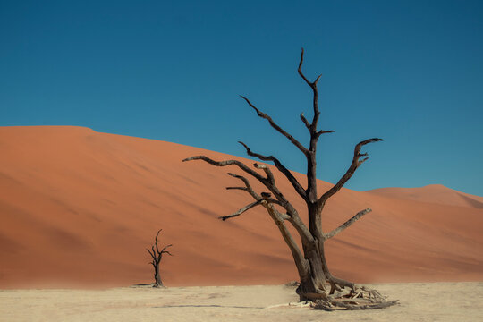Iconic dead trees rise from the white salt and clay pan of Sossusvlei, surrounded by massive red dunes in the Namib Desert. A breathtaking symbol of Namibia&rsquo;s unique landscapes and natural beauty.