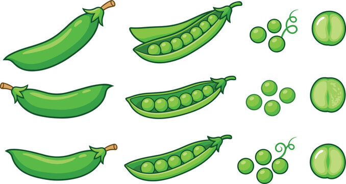 Peapods and Peas in Various Stages of Growth and Cross-Section Illustration Featuring Peapod, Green, Vegetable with Plant