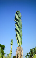 Obraz premium Spiraled Cereus cactus Cereus forbesii Spiralis growing column in the desert landscape of Phoenix, Arizona