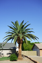 Fototapeta premium Canary Island date palm, Phoenix canariensis, growing in a desert-style xeriscaped ground under a clear blue sky in Phoenix, Arizona