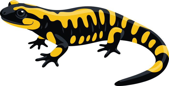 Yellow and black salamander cartoon illustration &ndash; colorful amphibian drawing for nature, wildlife, forest, and educational designs