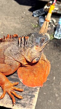 Large orange iguana with scaly skin and a prominent dewlap sitting on a wooden plank in a close up view, displaying its impressive spiky crest and reptilian features