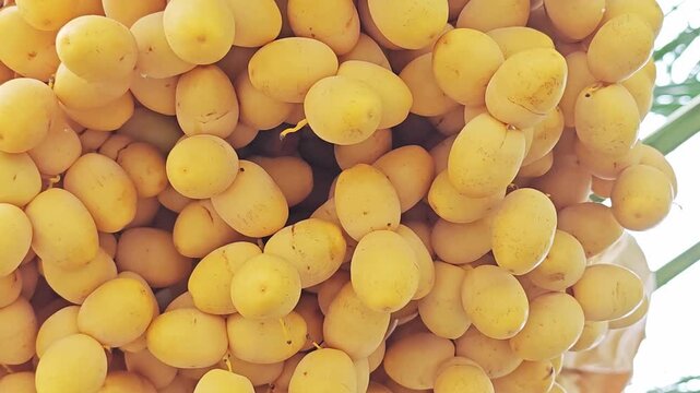 Macro Closeup of Abundant Fresh Yellow Date Palm Fruits.