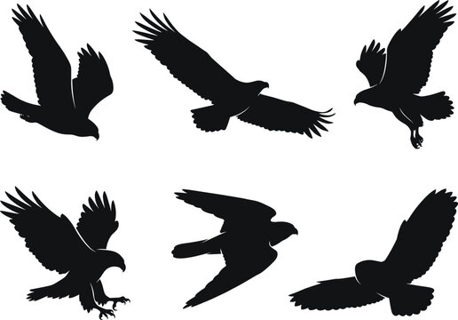 Collection of various eagles and predatory birds captured in a detailed black and white flying silhouette