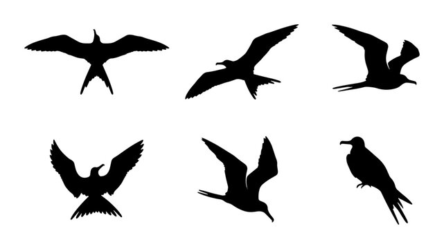 Seabird Silhouettes Collection: Frigatebird Flight Poses, Vector Graphics for Nature and Travel