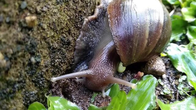 Close-up of a large garden snail crawling from green grass onto a rough, mossy rock wall. Detailed shot showing slimy texture, tentacles, and shell.