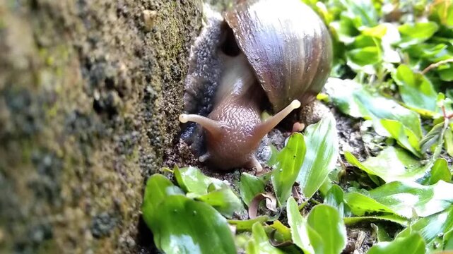 Close-up of a large garden snail crawling from green grass onto a rough, mossy rock wall. Detailed shot showing slimy texture, tentacles, and shell.