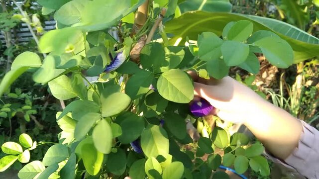 Close-up of a hand carefully picking a fresh purple butterfly pea flower in a sunny garden. Organic herbal tea ingredient harvested from the plant.