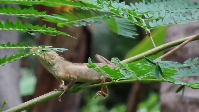 A Full HD static shot of a brown changeable lizard (Calotes versicolor) resting and looking intently while perched on a green leafy branch in the garden. No camera movement, pan, or zoom.