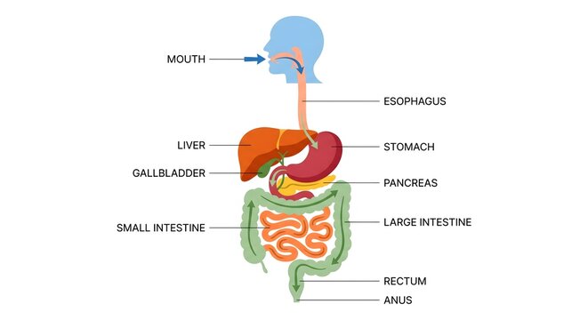 Human digestive system anatomy diagram with medical labels showing internal organs and gastrointestinal tract