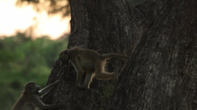 Young chacma baboons play energetically in the branches of a tree as the warm golden light of sunset illuminates the African wilderness. Filmed in Kruger National Park, South Africa