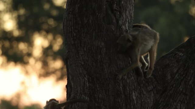 Young chacma baboons play energetically in the branches of a tree as the warm golden light of sunset illuminates the African wilderness. Filmed in Kruger National Park, South Africa