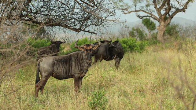 A herd of blue wildebeest stands alert in the open grassland of Mkhuze Game Reserve, South Africa, carefully watching their surroundings for potential danger.