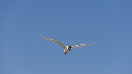 Obraz premium Black-headed gull flying directly towards camera against clear blue sky