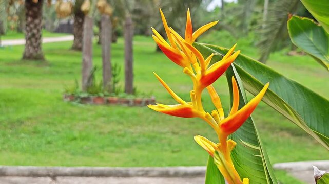 Closeup of Yellow Heliconia Flower with Tropical Garden Background.