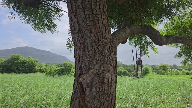 Solitary neem tree standing watch over a thriving sugarcane field where an industrial power transformer links modern utility distribution directly with traditional hill valley agriculture.