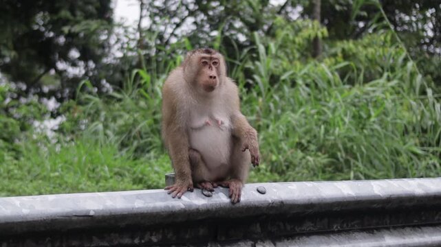 Pig-tailed Macaque Sitting on Roadside Guardrail in Tropical Environment

A Southern pig-tailed macaque sitting calmly on a metal highway guardrail surrounded by lush green foliage. The wild monkey lo