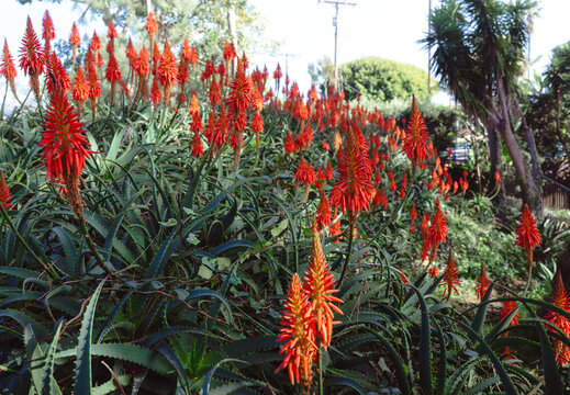 A stunning display of bright red aloe flowers thrives in a sunlit garden, creating an eye-catching contrast with lush greenery and blue skies visible in the background.