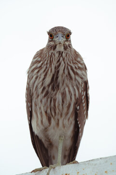 An impressive portrait of a bird that captures its unique features and expressions, celebrating the intricate details that define wildlife.