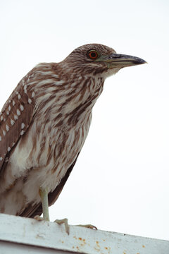 A fascinating close-up of a bird that exudes character, showcasing its detailed features and intriguing expression in a wildlife context.