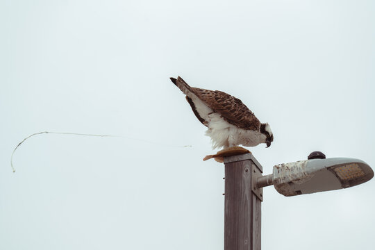 An osprey stands gracefully on a lamppost, its head turned as it surveys the scene, showcasing the beauty of wildlife in an urban environment amidst cloudy skies.