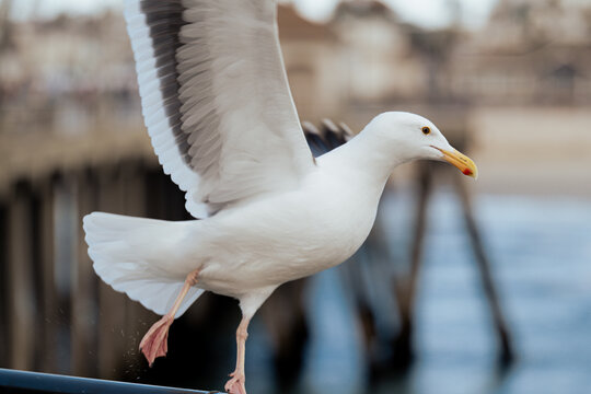 A seagull takes off from the edge of the pier, beautifully illustrating the dynamic relationship between wildlife and the serene coastal environment under soft natural lighting.
