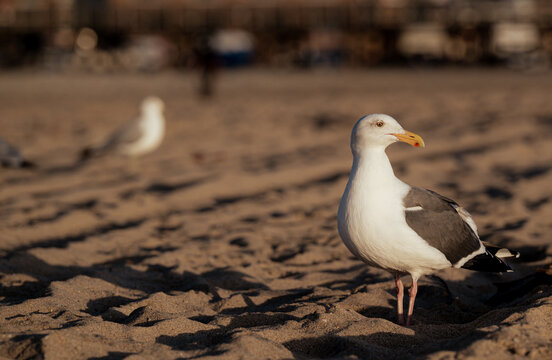 This captivating image showcases a seagull standing on the warm sandy beach, epitomizing the tranquility of coastal life and the beauty of nature at sunset.