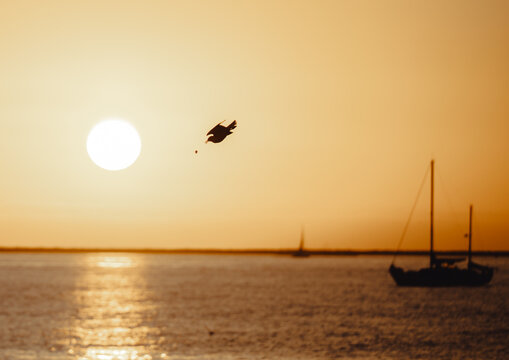 A stunning image features a seagull in flight over the shimmering ocean, with a breathtaking sunset backdrop, representing freedom and the beauty of nature.