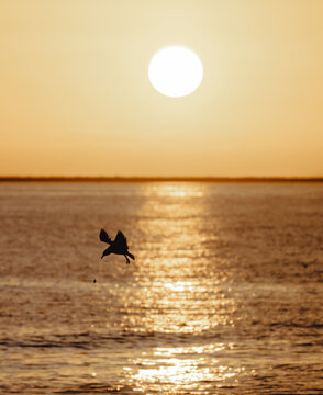 A striking silhouette of a bird in flight against a vibrant sunset, creating a beautiful contrast over the shimmering waters of the ocean. Perfect for nature lovers.